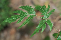 Tectaria subtriphylla