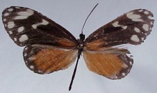 Napeogenes tolosa tolosa