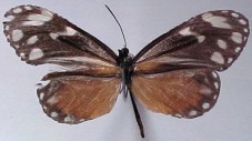 Napeogenes tolosa tolosa
