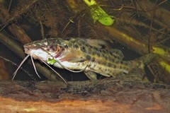 Pimelodus maculatus