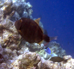 Cantherhines dumerilii