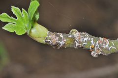 Lepidosaphes conchiformis