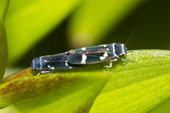 Macugonalia leucomelas