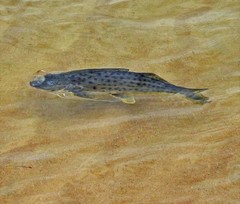 Pimelodus maculatus