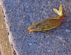 Pimelodus maculatus