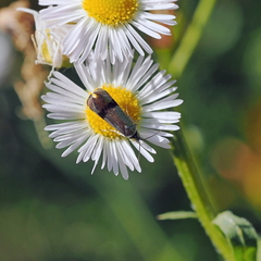 Nemophora fasciella