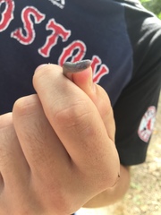 Carphophis amoenus amoenus