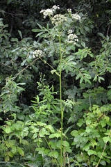 Ostericum palustre