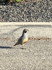 Callipepla californica