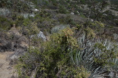 Adesmia confusa