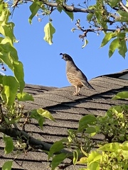 Callipepla californica