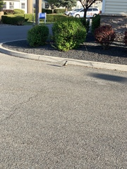 Callipepla californica