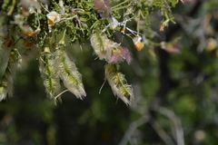Adesmia confusa