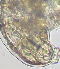 Mesobiotus