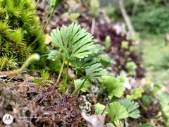 Elaphoglossum peltatum