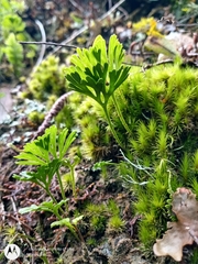 Elaphoglossum peltatum