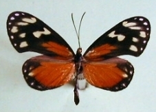 Napeogenes tolosa tolosa