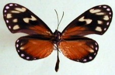 Napeogenes tolosa tolosa