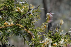 Adesmia confusa