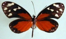 Napeogenes tolosa tolosa