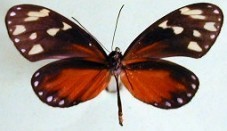 Napeogenes tolosa tolosa
