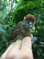 Cymbilaimus lineatus