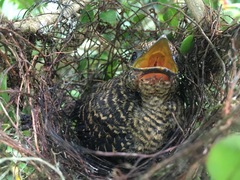 Cymbilaimus lineatus