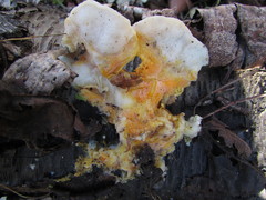 Hypocreaceae