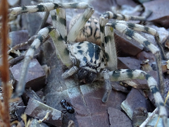 Eusparassus walckenaeri