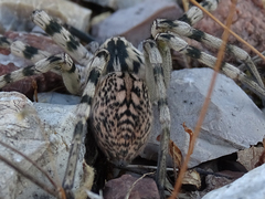 Eusparassus walckenaeri