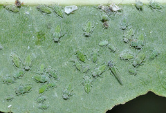 Hyalopterus amygdali