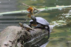 Trachemys scripta elegans