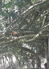 Microsciurus