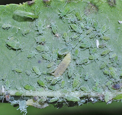 Hyalopterus amygdali