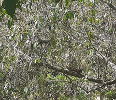 Microsciurus
