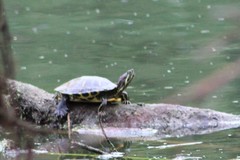 Trachemys scripta elegans