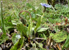 Melanoseris qinghaica