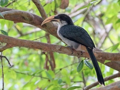 Ocyceros gingalensis