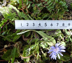 Melanoseris qinghaica