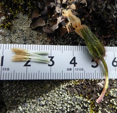 Melanoseris qinghaica