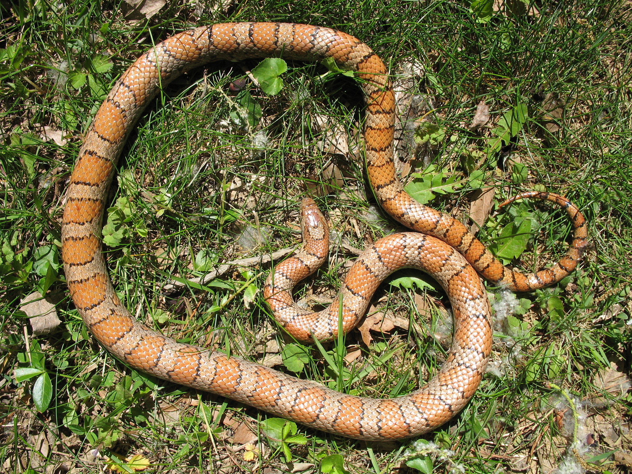 Red milk snake - Wikipedia