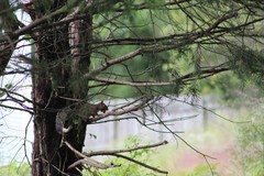 Sciurus carolinensis