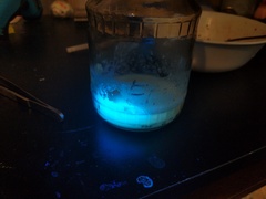 Pseudomonas