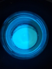 Pseudomonas