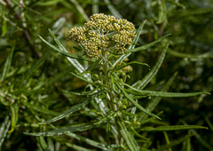 Ozothamnus ferrugineus