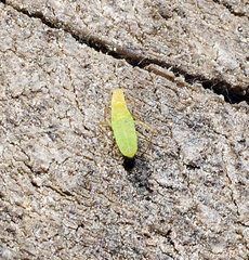 Eulachnus tuberculostemmatus