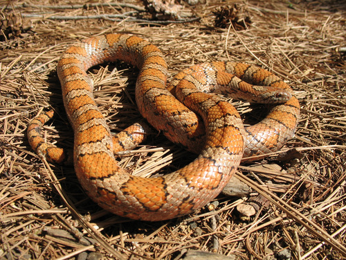 Eastern Milksnake