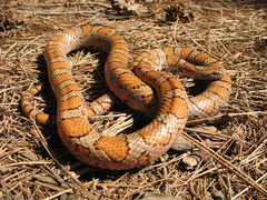 Eastern Milksnake photo 1