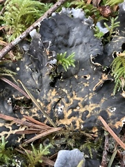 Peltigera