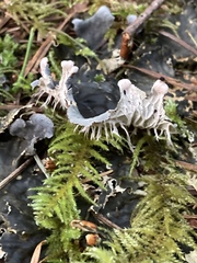 Peltigera